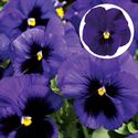 Bild von Viola P9 Grootbloemig Deep blue with blotch
